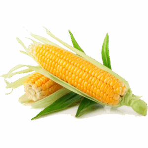 Organic Sweet Corn