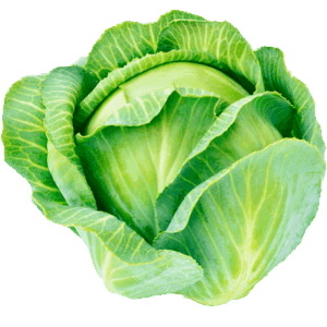 Cabbage